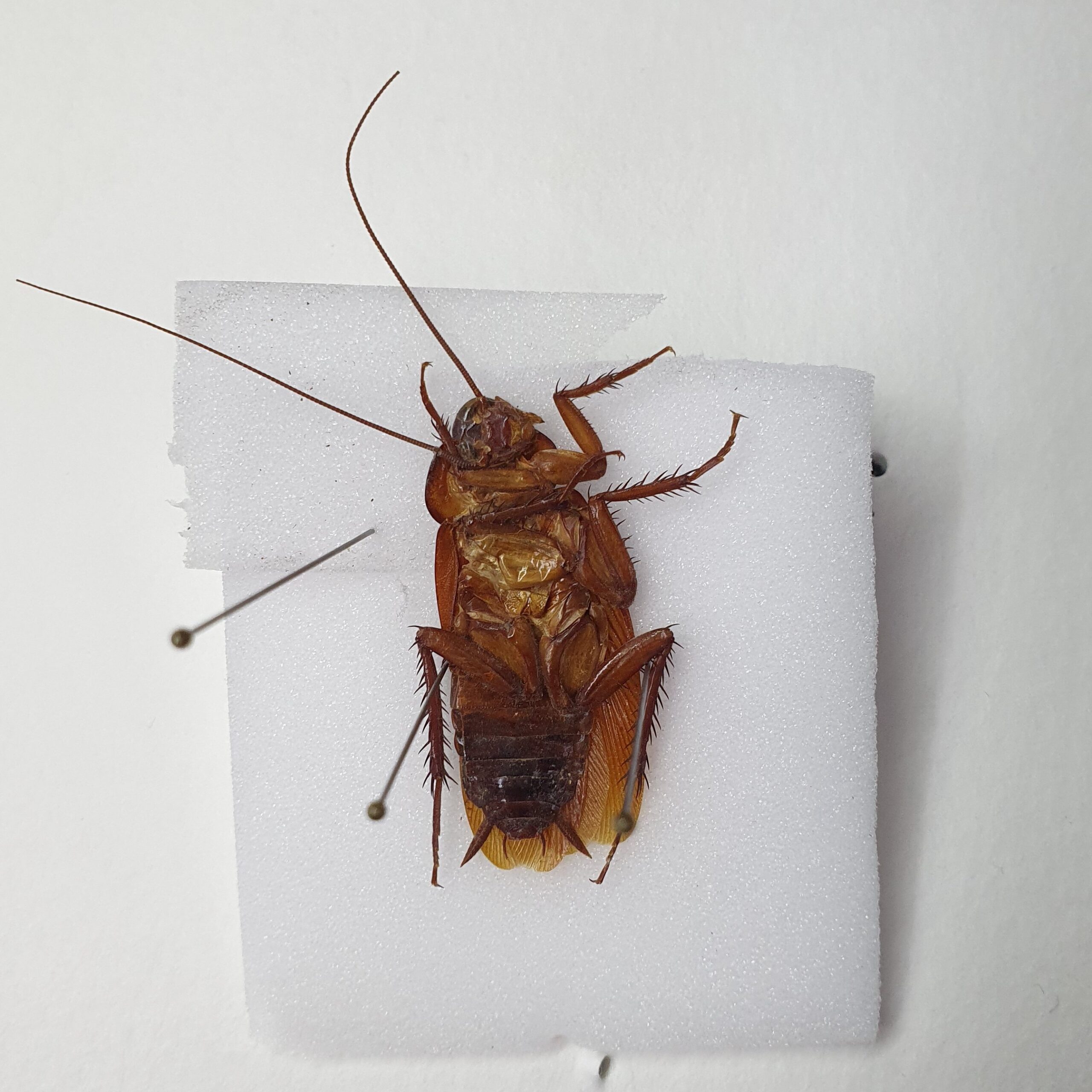 Cockroach specimen after conservation treatment, during which broken antennae was re-attached.