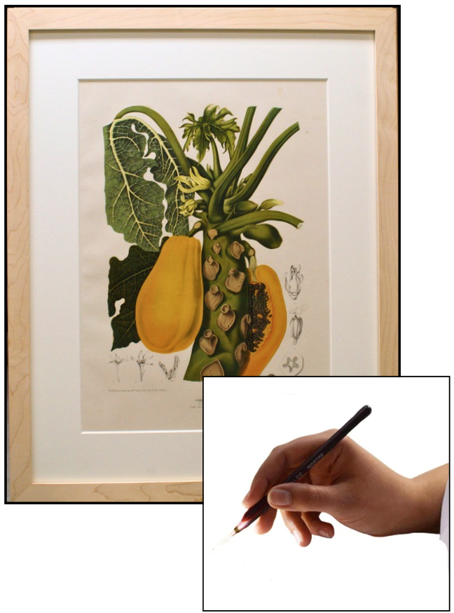 An Ink drawing of a guava after conservation grade framing at Kew gardens by Camilla Camus-Doughan. And a hand with paintbrush extended for conservation treatment by C.C-D Art Services.