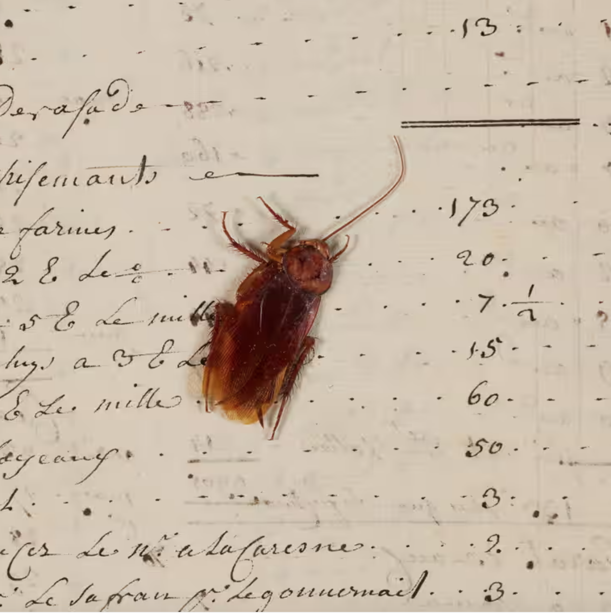 Flattened cockroach inside a French slave-trading ship captured by the British Admiralty in 1748.