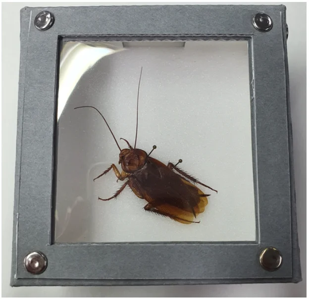 Cockroach specimen after conservation treatment rehoused in a viewing case.